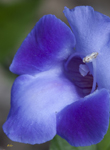 Blue Garden Flower 2242